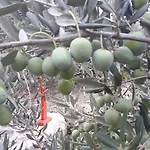 House Robinson Tiziana بيت للعطل فيليكي درفينيك